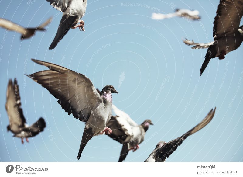 Away. Esthetic Bird Flock of birds Bird hunting Pigeon Flying Air Many Freedom Feather Sky Dove gray Wing Easy Coo Colour photo Subdued colour Exterior shot