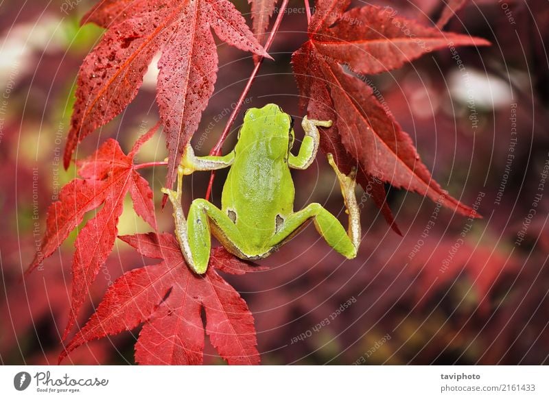 green tree frog climbing on japanese maple Beautiful Garden Climbing Mountaineering Fingers Environment Nature Animal Tree Leaf Forest Small Natural Cute Wild