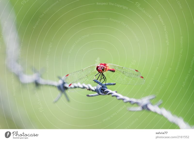 sentinel Nature Summer Dragonfly Insect Sympetrum dragonfly 1 Animal Barbed wire Hunting Esthetic Exceptional Point Thorny Green Red Watchfulness Patient