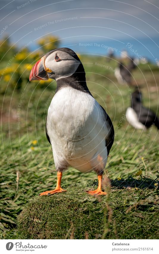 Well in the eye the puffin keeps the camera of the photographer Nature Water Sky Summer Beautiful weather Grass Bushes Blossom coast Ocean Atlantic Ocean Island