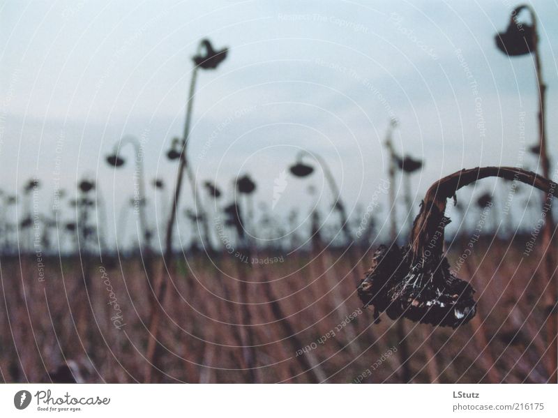 withered - analogue Environment Plant Autumn Agricultural crop Field Sadness Faded Gloomy Brown Gray Calm Grief Exhaustion Feeble Transience Sunflower Limp