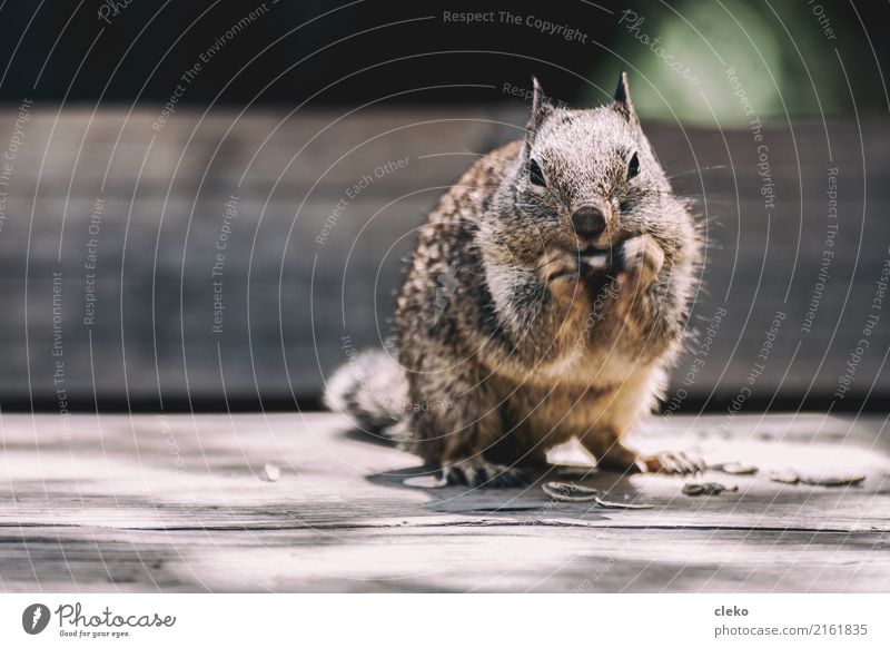 grey squirrels Animal Wild animal Pelt Paw 1 Utilize Observe Eating To feed Crouch Looking Free Cuddly Near Natural Curiosity Cute Brown Yellow Contentment