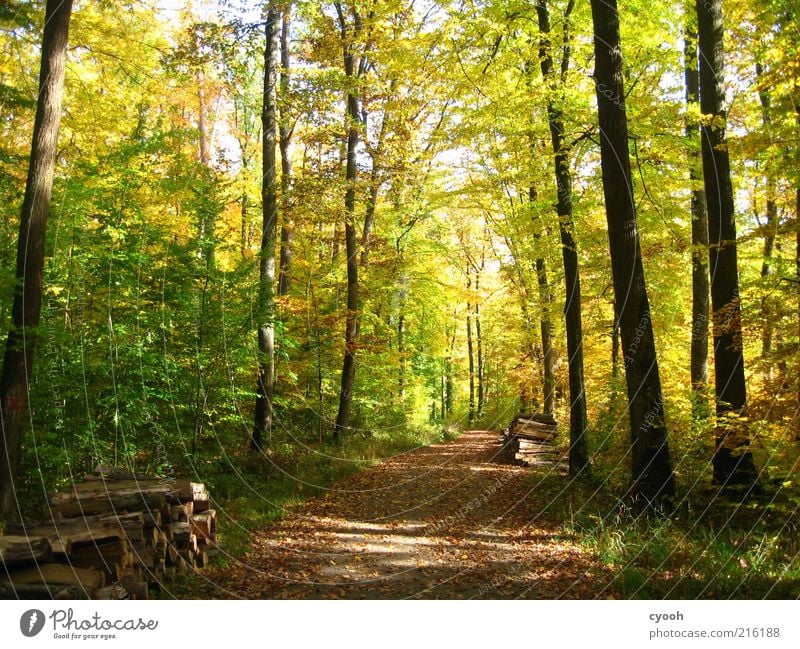 Autumn forest :) Freedom Hiking Nature Plant Beautiful weather Tree Forest Wood Brown Multicoloured Yellow Green Contentment Joie de vivre (Vitality) Calm