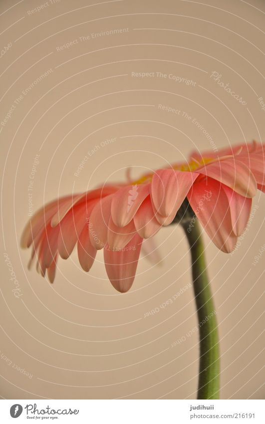 Gerbera II Environment Nature Summer Plant Flower Blossom Blossom leave Pink Stalk Stand Beautiful Soft Green Flower stalk Deserted Colour photo Interior shot