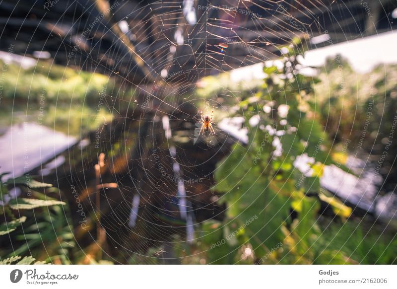 Spider in a web under a railway bridge Environment Water Summer Plant Grass Bushes Wild plant River bank Animal Farm animal 1 Hunting Carrying Threat Disgust