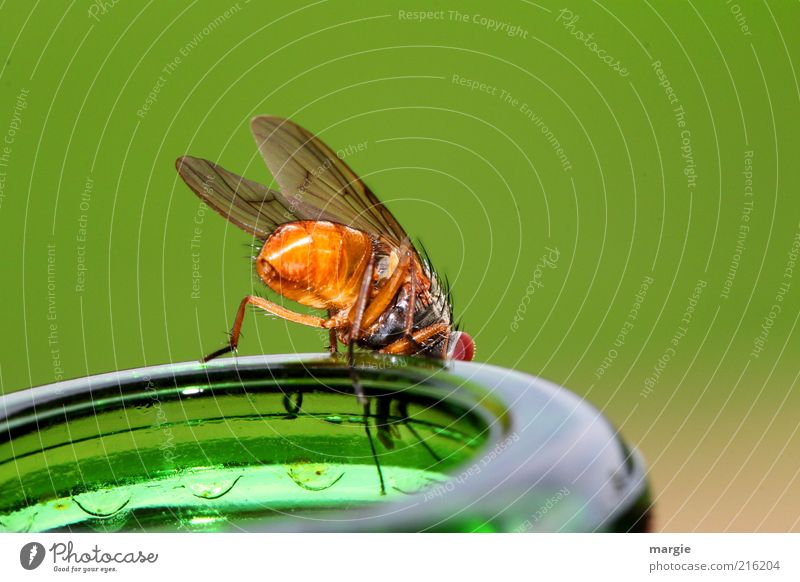 What's to drink? A fly on a bottle neck Beverage Bottle Drinking Animal Fly Bee Grand piano Insect Wasps Glass To feed To enjoy Crawl Looking Sit Curiosity
