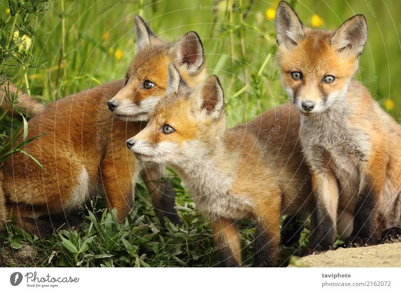 red fox brothers near the den Beautiful Face Baby Family & Relations Environment Nature Animal Grass Dog Baby animal Together Small Natural Cute Wild Brown