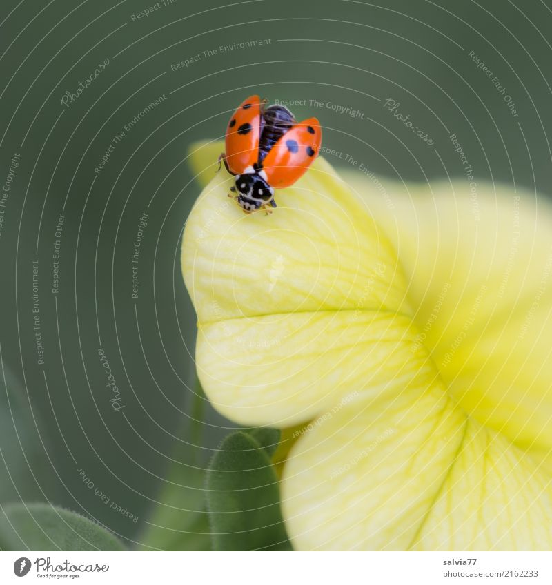 Is he flying or not? Wellness Harmonious Well-being Valentine's Day Mother's Day Nature Plant Flower Blossom Petunia Garden Animal Beetle Wing Insect Ladybird 1