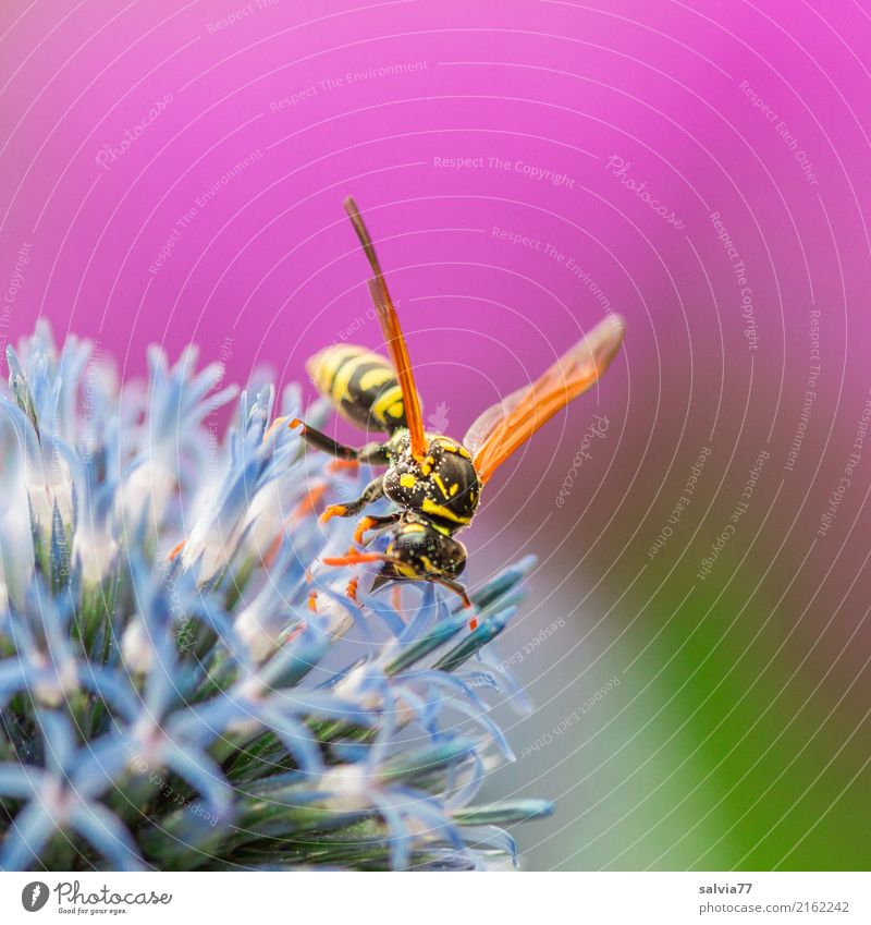 field wasp favourite Nature Summer Plant Flower Blossom Thistle blossom Garden Animal Wing Insect Wasps 1 Blossoming Fragrance To enjoy Blue Green Pink Colour