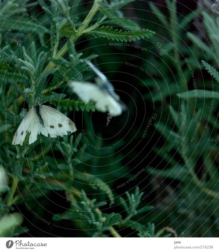 where love flies... to. Nature Plant Animal Spring Summer Bushes Butterfly Wing Esthetic Together Green Spring fever Friendship Romance Beautiful Relationship