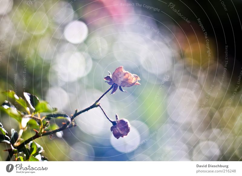 morning fog Nature Plant Autumn Rose Leaf Blossom Green White Faded Bright Growth Autumnal Visual spectacle Colour photo Detail Day Light Contrast