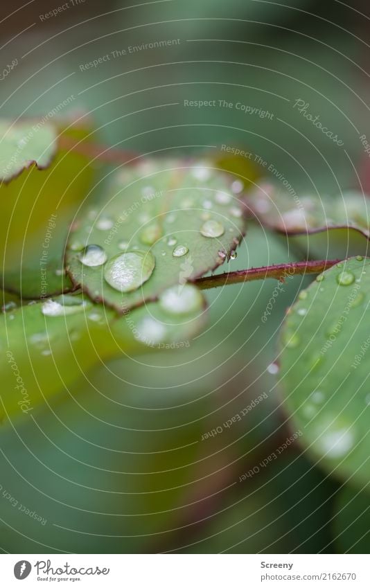 GOODBYE SUMMER Nature Plant Water Drops of water Autumn Weather Bad weather Rain Bushes Leaf Park Forest Wet Green Climate Colour photo Exterior shot Close-up