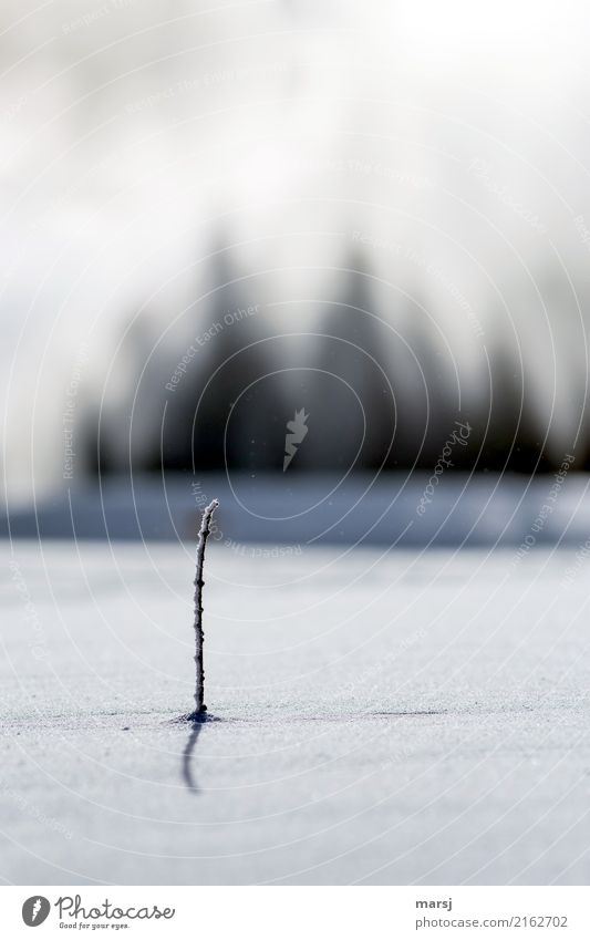 steadfast Nature Winter Fog Ice Frost Snow Stalk Stand Thin Authentic Simple Success Calm Sadness Minimalistic Individual Loneliness 1 Unwavering resistance