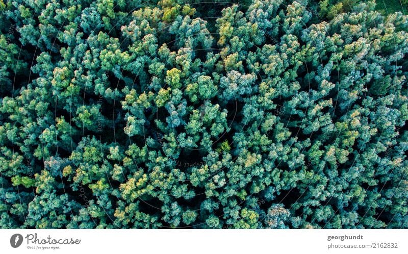 Krohnenblick Environment Nature Landscape Animal Summer Plant Tree Forest Virgin forest Adventure tree drone Treetop Colour photo Aerial photograph Deserted