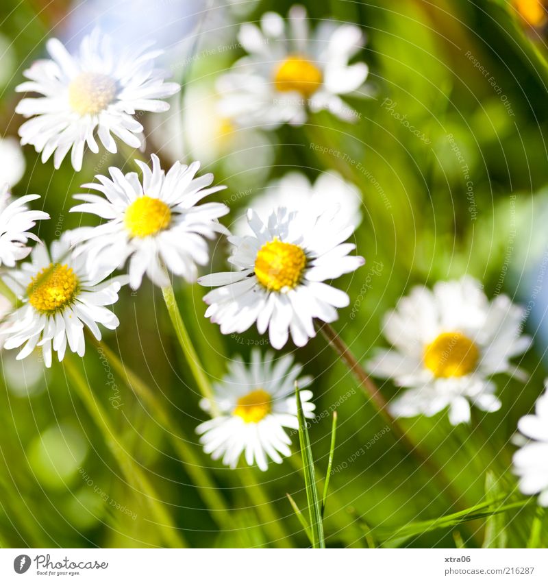 summer Environment Nature Plant Beautiful weather Flower Grass Leaf Blossom Meadow White Daisy Colour photo Exterior shot Sunlight Spring Summer Blossoming Day