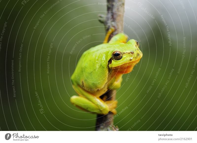 cute tree frog climbing on twig Beautiful Environment Nature Animal Tree Forest Small Natural Curiosity Cute Wild Green Colour hyla arborea wildlife fauna