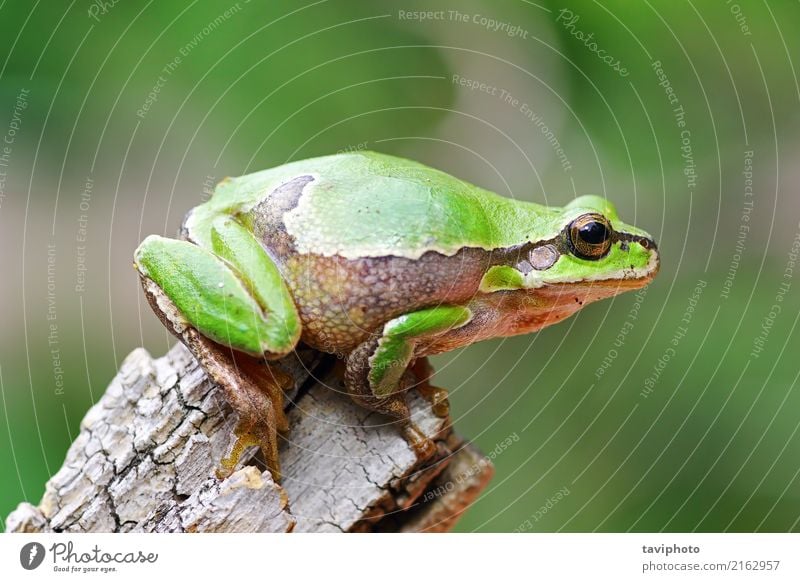 colorful tree frog standing on piece of wood Beautiful Garden Environment Nature Animal Tree Sit Jump Stand Small Natural Cute Slimy Green Colour arborea hyla