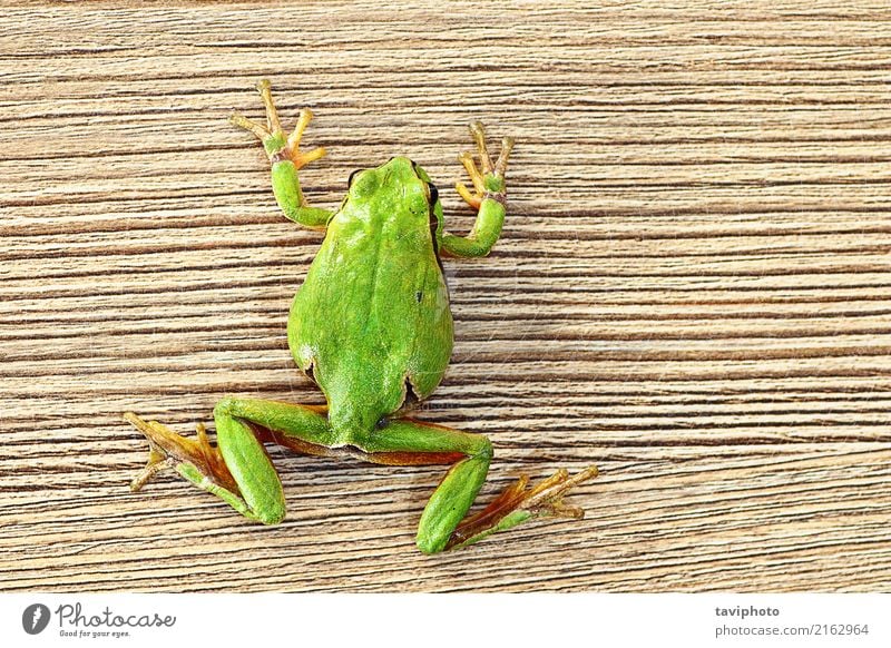 tree frog climbing