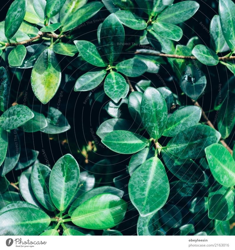 Creative layout made of green leaves. Flat lay. Nature concept Summer Garden Table Art Plant Tree Leaf Forest Aircraft Fashion Growth Fresh Bright Hip & trendy