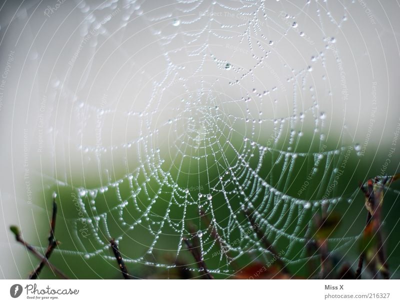 pearl necklace Nature Bad weather Rain Fresh Glittering Wet Network Spider's web Drops of water Dew Morning Colour photo Exterior shot Close-up Pattern Deserted