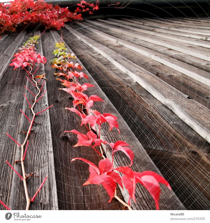 red october Environment Nature Autumn Plant Old Red Wood Wooden wall Vine Virginia Creeper Colour photo Exterior shot Deserted Day Autumn leaves Autumnal