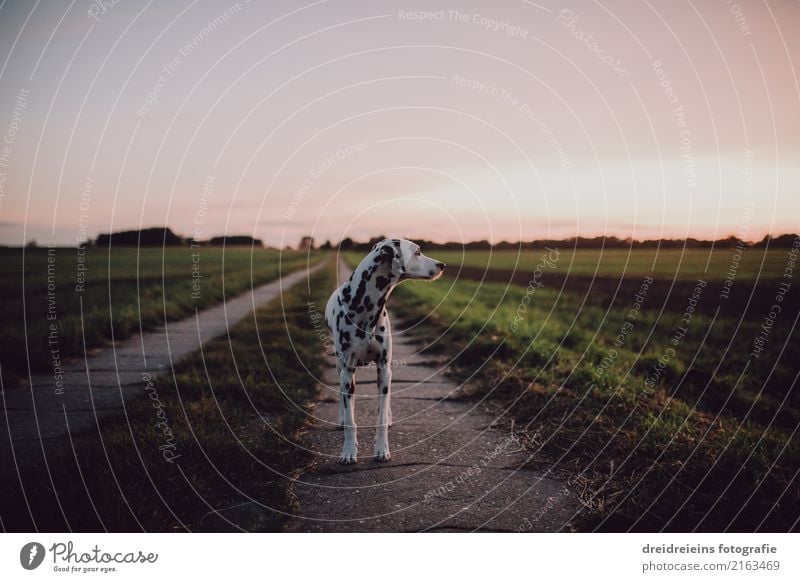 Dalmatian stands on a dirt road and watches Nature Landscape Cloudless sky Horizon Sunrise Sunset Spring Summer Autumn Beautiful weather Meadow Field Animal Pet