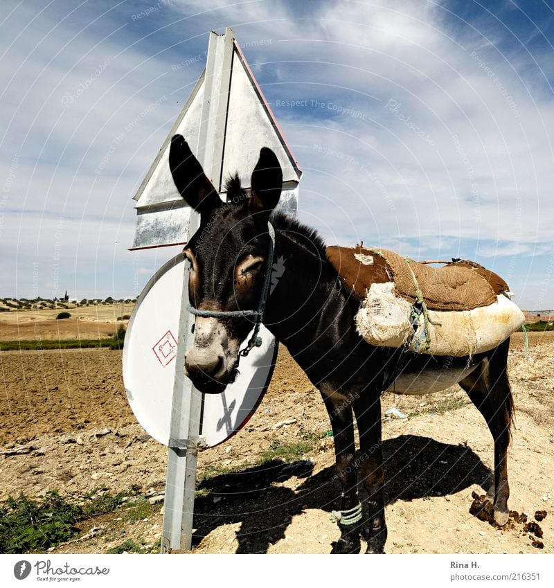 Donkey at stop sign Nature Landscape Sky Summer Field Farm animal Road sign Wait Authentic Compassion Serene Patient Calm Diligent Endurance Poverty Loneliness