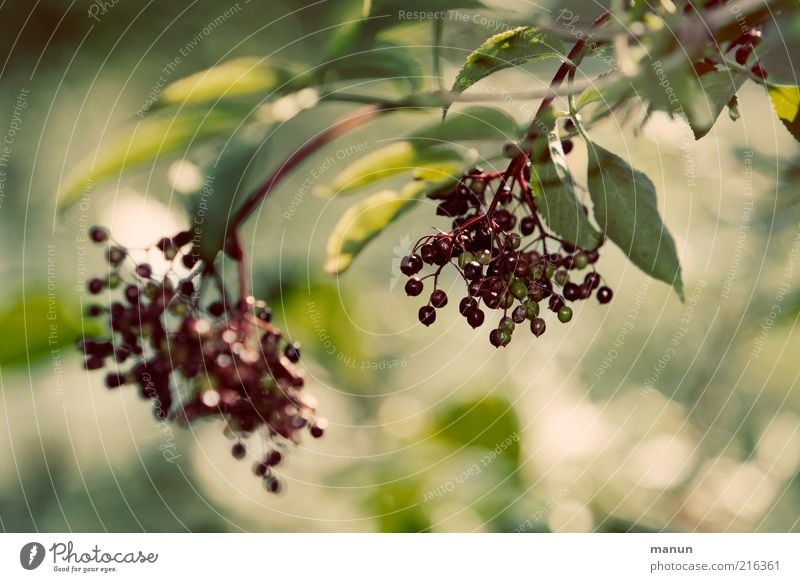 elder Fruit Berries Berry seed head Organic produce Environment Nature Autumn Agricultural crop Elder Elderberry Growth Fresh Healthy Good Natural Juicy Sweet