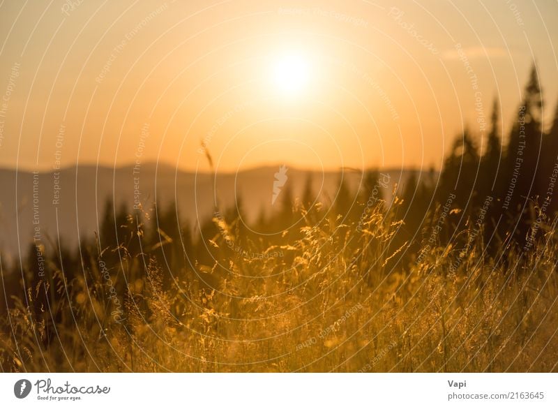 Dry grass on a field at sunset in the mountains Beautiful Vacation & Travel Summer Summer vacation Sun Sunbathing Mountain Environment Nature Landscape Plant