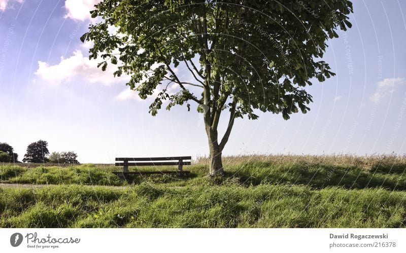 Wooden bench at the tree Summer Landscape Sky Beautiful weather Tree Leaf Meadow Field Arnsberg Deserted Bench Illuminate Growth Esthetic Blue Green Calm