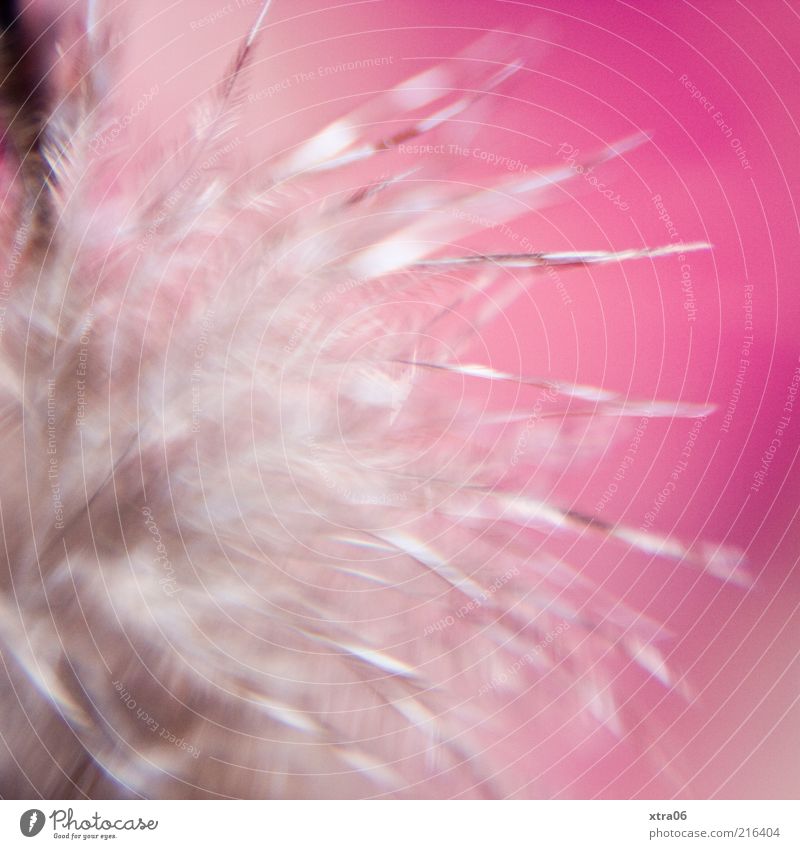 squashy Feather Pink Decoration Colour photo Interior shot Close-up Detail Macro (Extreme close-up) Soft Copy Space Deserted
