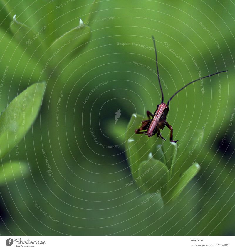 the mini fright Nature Plant Animal 1 Small Green Locust Woodruff Leaf Insect Feeler Wait Colour photo Exterior shot Blur Copy Space left Copy Space bottom