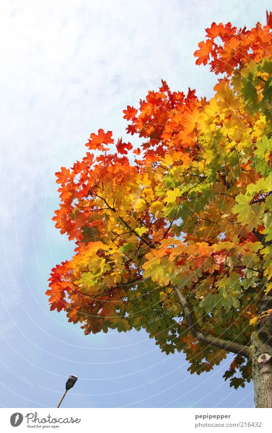 gradient Environment Nature Plant Sky Beautiful weather Tree Leaf Brown Multicoloured Colour photo Exterior shot Detail Day Contrast Sunlight Worm's-eye view