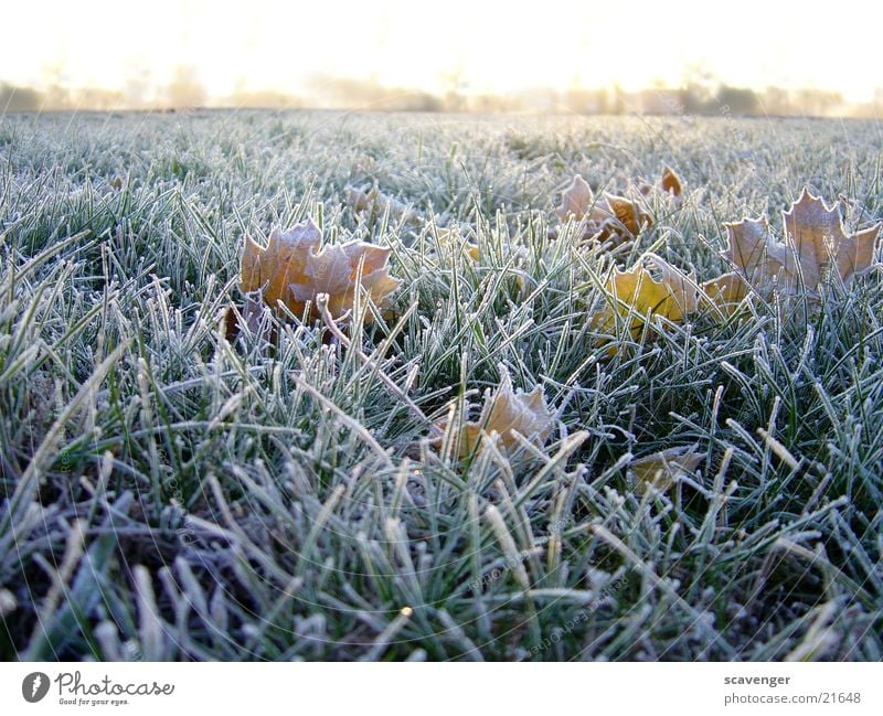morning dew Winter Meadow Seasons Cold White Horizon Deserted Plant Grass Rope Hoar frost Landscape Snow Ice Sun Nature Exterior shot