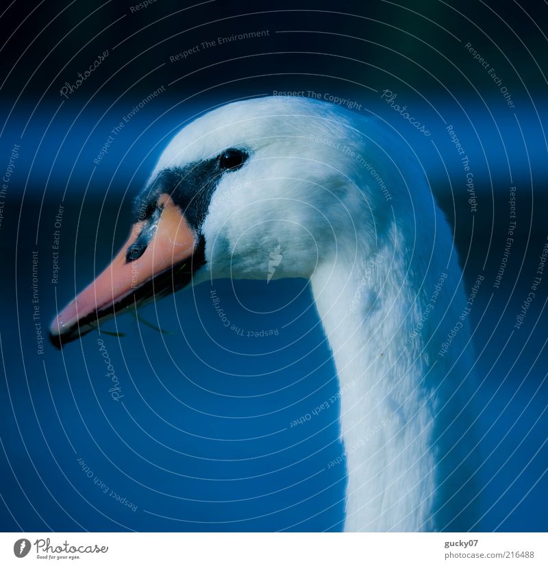 Lady Swan Water Lake Animal Animal face Beak Feather 1 Esthetic Elegant Natural Beautiful Blue White Romance Calm Purity Idyll Uniqueness Pride Colour photo