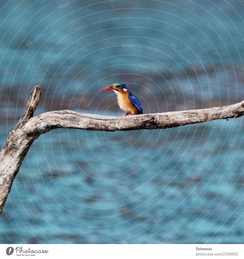 kingfisher Bird Kingfisher Nature fauna blurred Branch Lake River