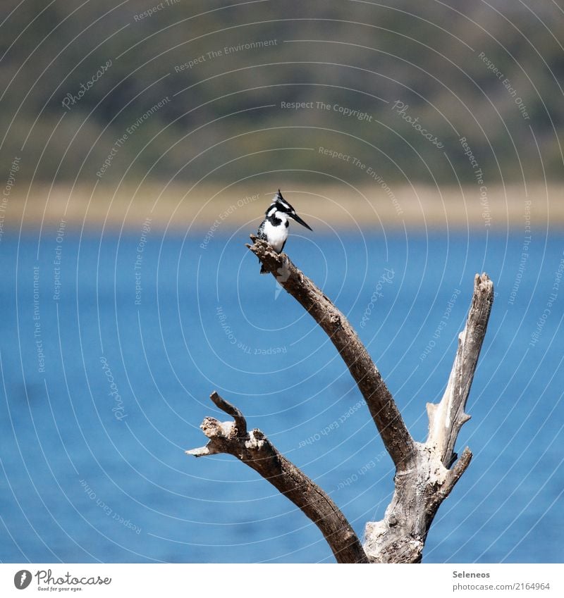 Pied Kingfisher Trip Far-off places Freedom Environment Nature Branch Log Coast Lakeside River bank Animal Wild animal Bird 1 Natural Ornithology Colour photo