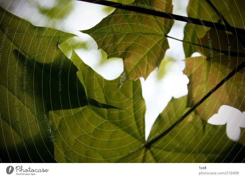 I'm out of tobacco! Environment Nature Plant Leaf Maple leaf Maple tree Autumn Autumn leaves Autumnal Shadow Light Green Colour photo Copy Space bottom Sunlight