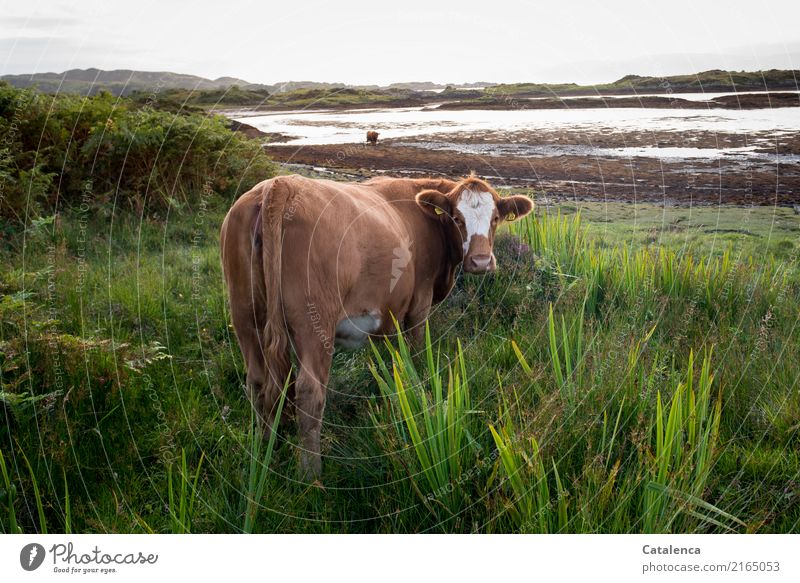 Manatee, cow on a meadow on the beach at low tide Landscape Water Sky Horizon Summer Plant Grass Bushes reed coast Bay Ocean Atlantic Ocean Low tide Cow 2