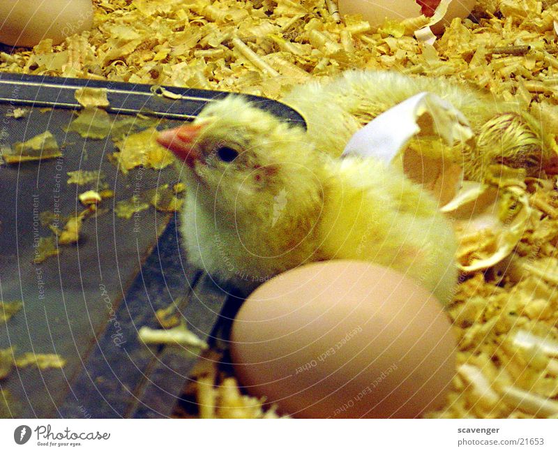 chicken Incubator Parental care Yellow Straw Lie Animal Small Egg Baby animal