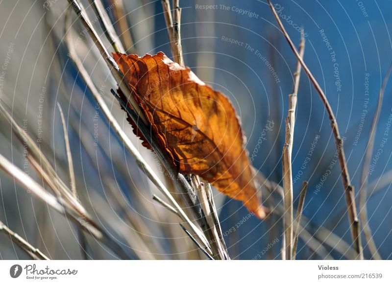 fallen and caught Nature Autumn Leaf To dry up Fresh Blue Brown Emotions Colour photo Light Shadow Blur Shriveled Autumnal Autumn leaves Branch Grass Deserted