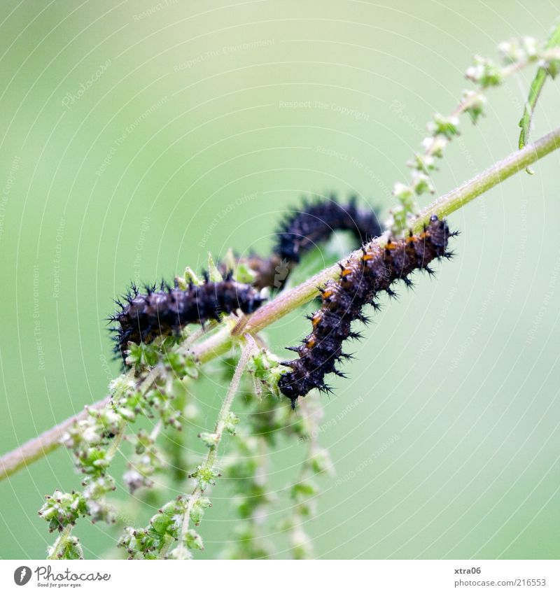 twosome Animal 2 Green Black Caterpillar Insect Plant Foliage plant Colour photo Exterior shot Close-up Detail Macro (Extreme close-up) Copy Space left