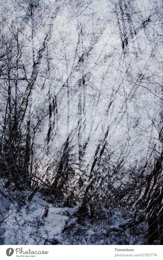 Forest, wintery. Environment Nature Plant Sky Winter Dark Natural Blue Black White Tree trunk Bleak Cold Double exposure Dusk Twigs and branches Colour photo