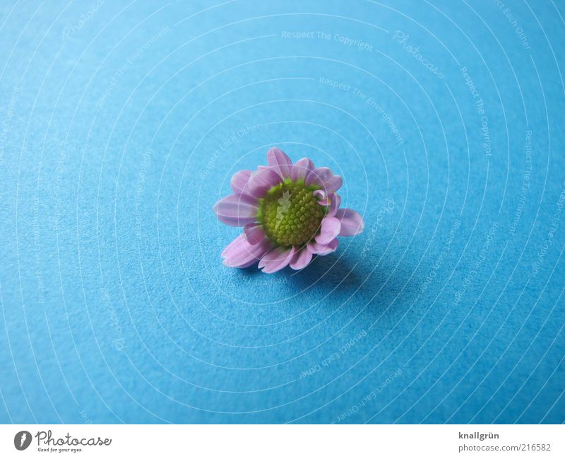 Pink Daisy Nature Plant Blossoming Lie Faded Blue Yellow Transience Colour photo Studio shot Deserted Copy Space left Copy Space right Copy Space top