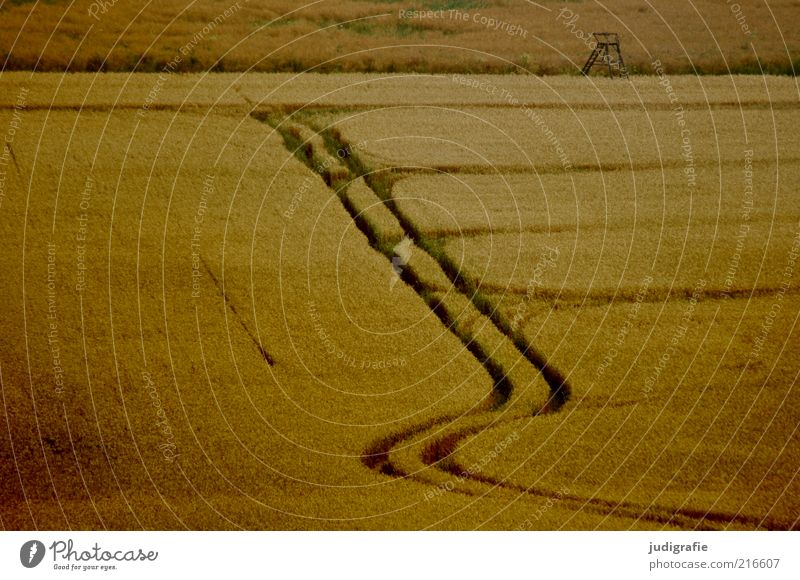 acre Environment Nature Landscape Plant Summer Agricultural crop Field Natural Moody Grain Grain field Tracks Hunting Blind Colour photo Subdued colour
