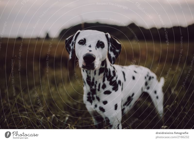 Adventure of a Dalmatian Environment Nature Landscape Park Meadow Field Animal Pet Dog 1 Looking Stand Natural Curiosity Cute Loyal Interest Hope Belief