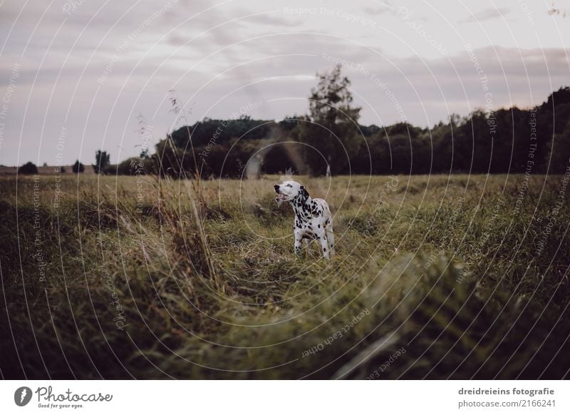 Adventure of a Dalmatian Nature Landscape Meadow Animal Pet Dog Discover Curiosity Cute Love of nature Life Joie de vivre (Vitality) Colour photo Exterior shot