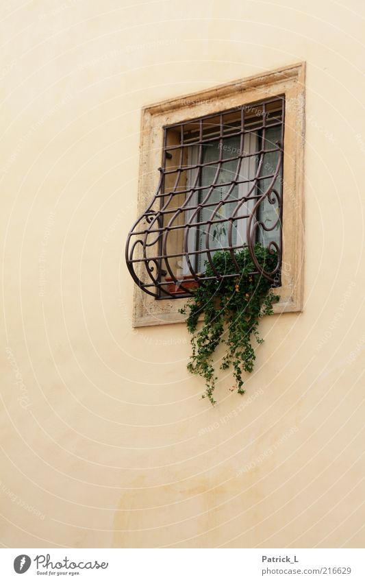finestra uno Wall (barrier) Wall (building) Window Bright Beautiful Yellow Green Romance Enclosed Plant Curtain Italy Verona Colour photo Exterior shot Day