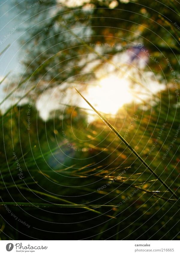 Secret Garden Nature Grass Beautiful Yellow Green Esthetic Calm Peace Blur Detail Colour photo Exterior shot Twilight Light Sunlight Sunbeam Sunrise Sunset