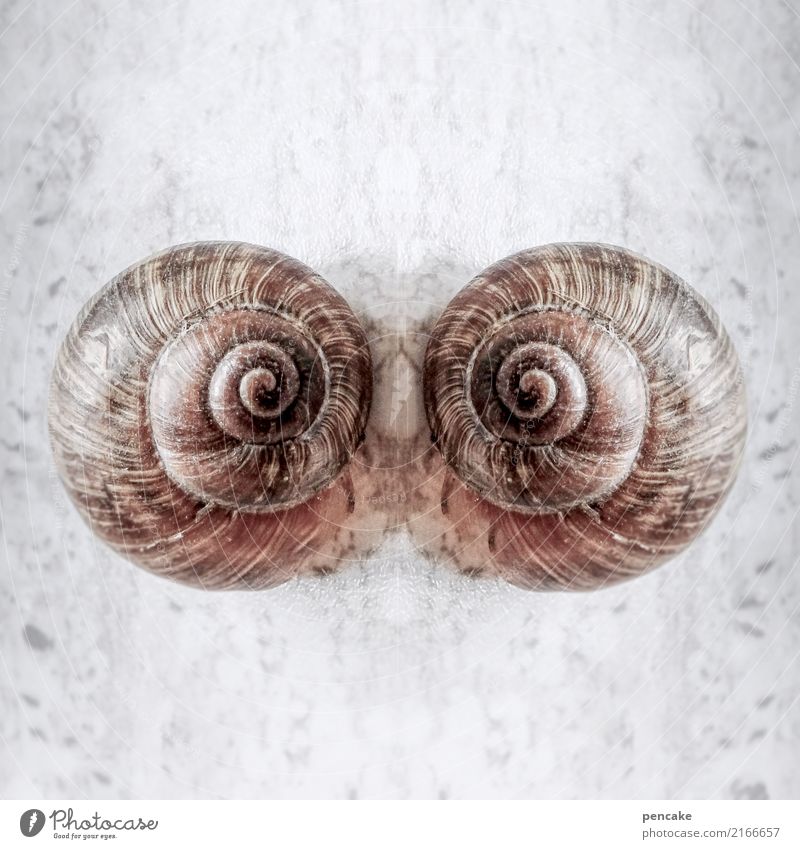 Ambiguities. Mirroring. Animal Wild animal Snail Whimsical Surrealism Symmetry Mirror image Snail shell 2 In pairs Colour photo Subdued colour Interior shot
